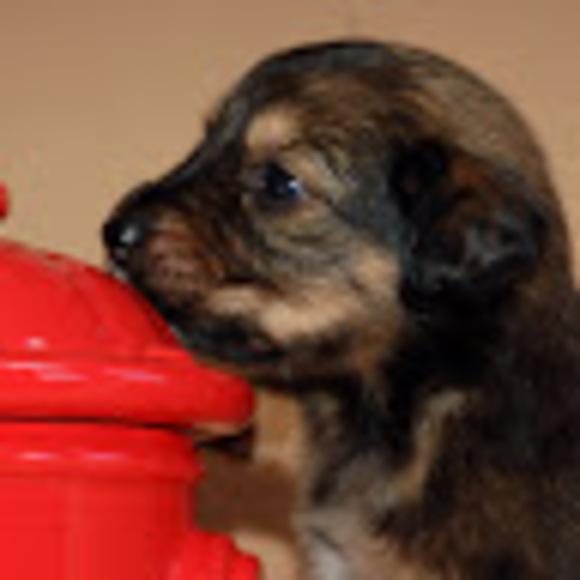 Meet your Posher, Debra - Picture 1 of 1